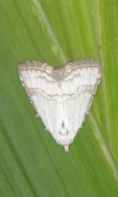 Meganola albula (Nolidae)?